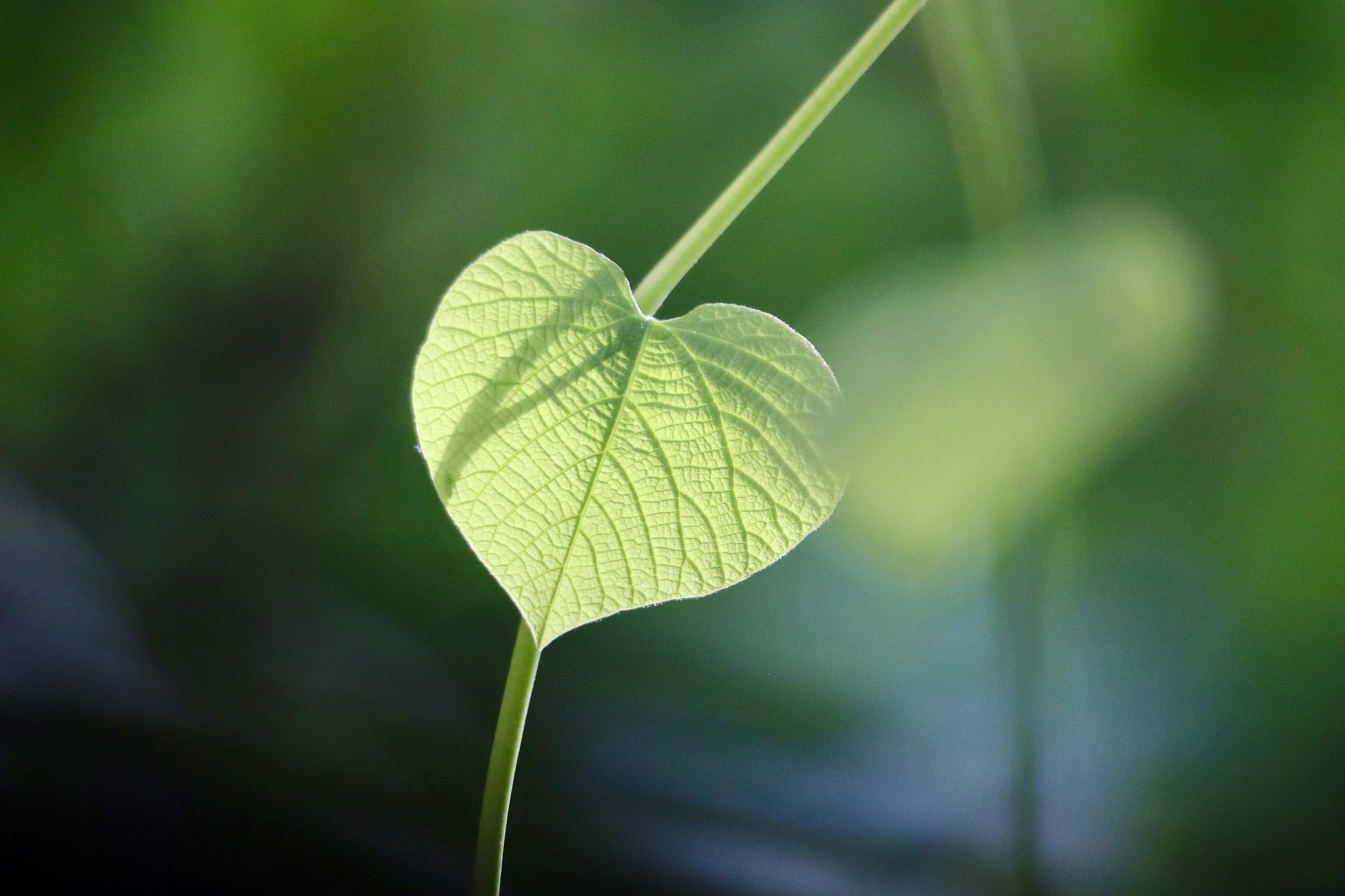 green plant leaf sunlight close up photosynthesis